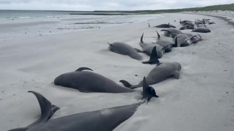 VIDEO ⟩ Šotimaal hukkus 76 rannikule sattunud vaala