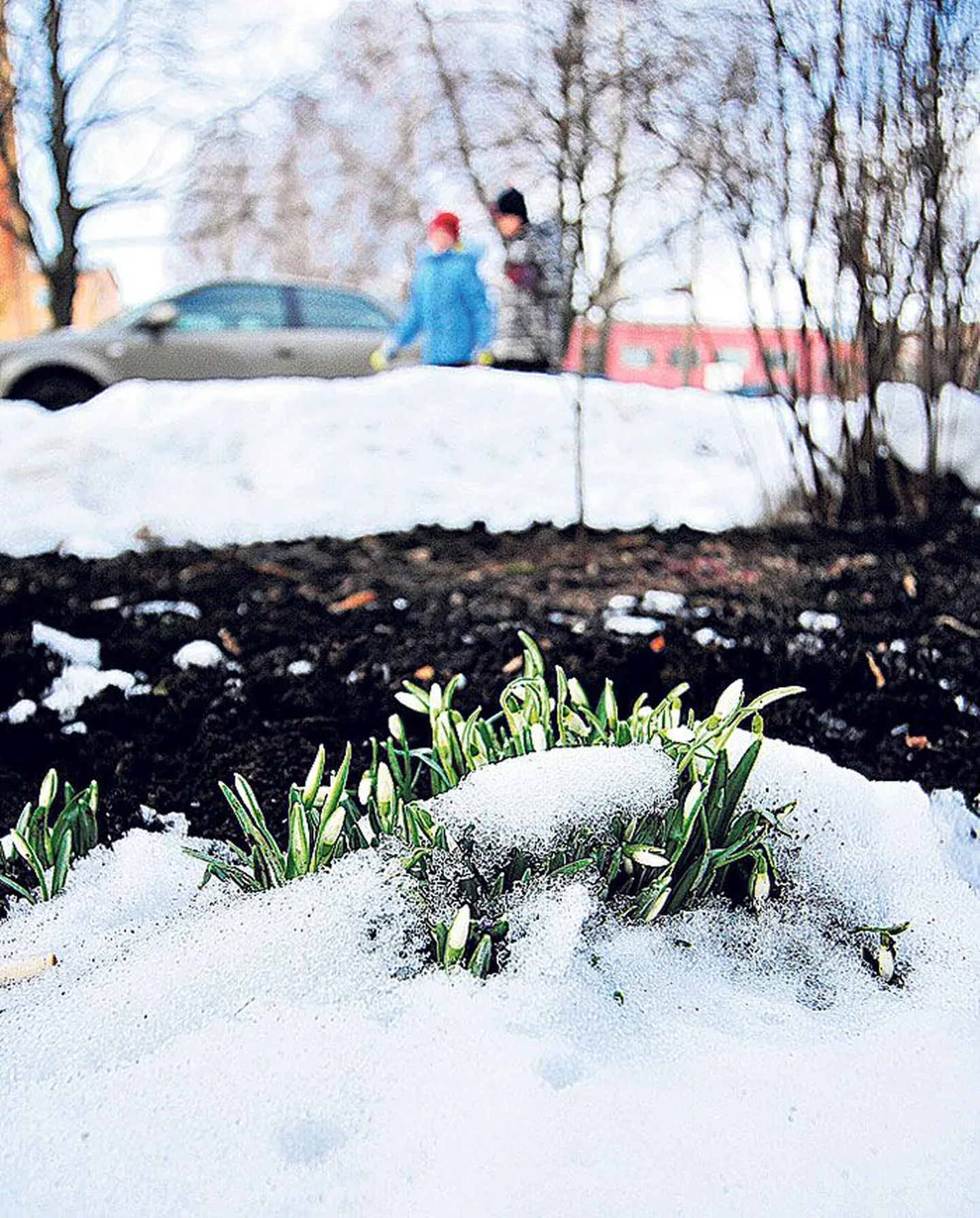 Artikli foto