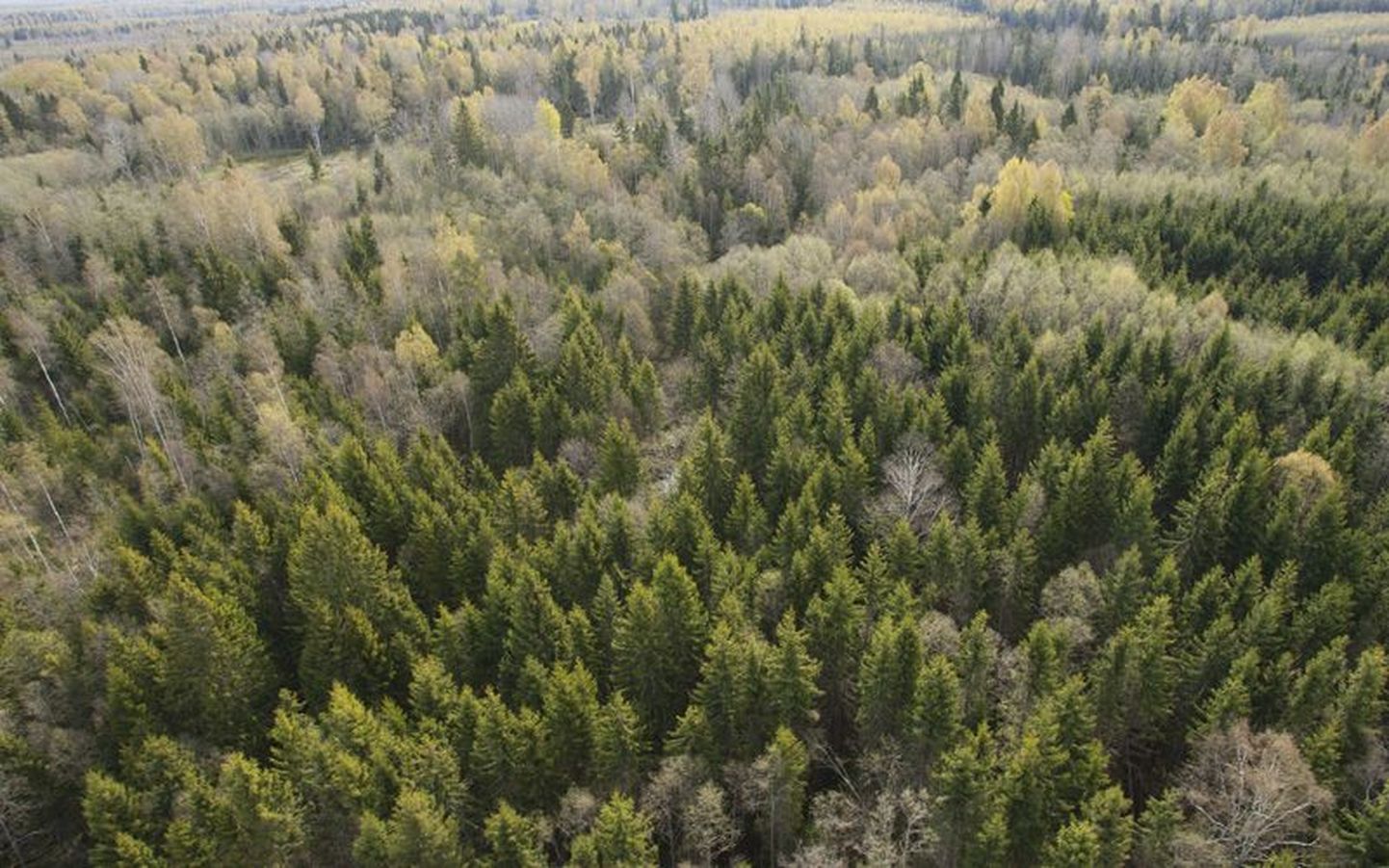 Metsa- ja looduskaitseseaduse muutmise plaan ei paranda olukorda.
