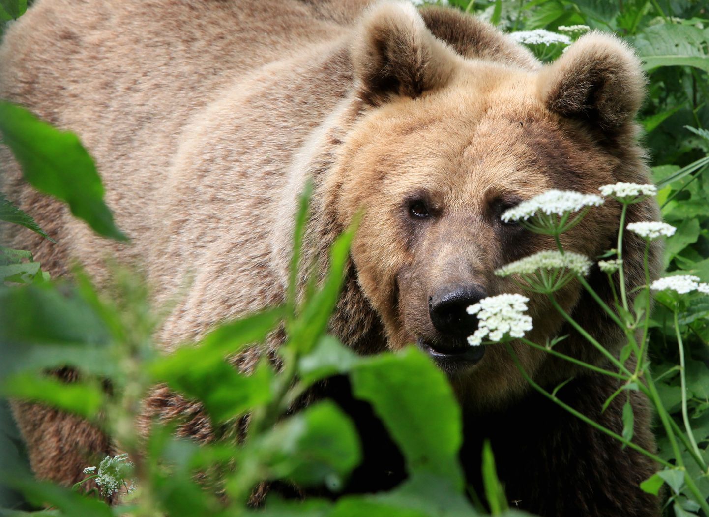 Karu Karoliina elab Elistvere loomapargis.