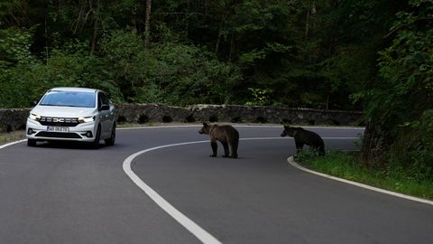 Romania grapples with growing bear problem