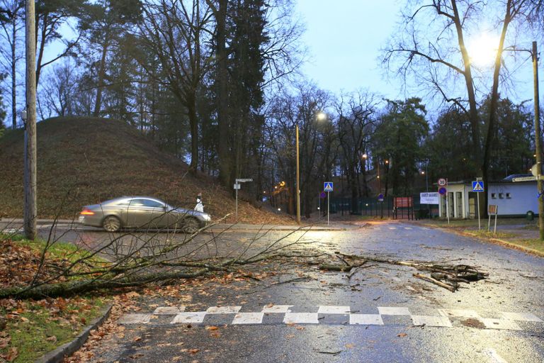 Eilsel tuulisel päeval Ujula tänava paplialleel oksi ei lennanud. Kui need vanad puud muutuvad inimestele aga ohtlikuks, tuleb linnal oht kõrvaldada.  