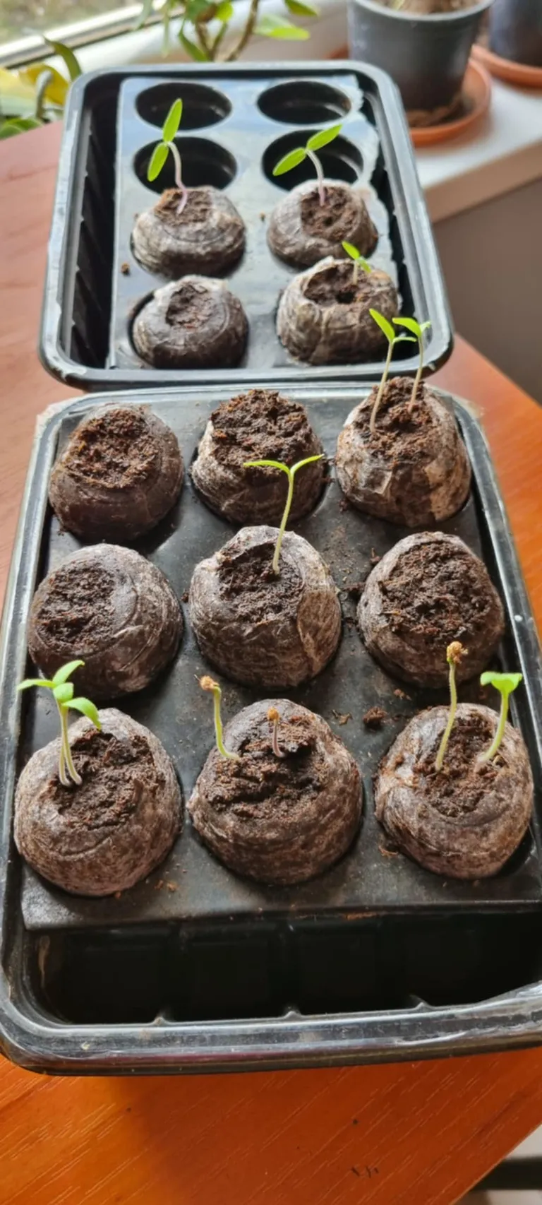 Tomatitaimed.
