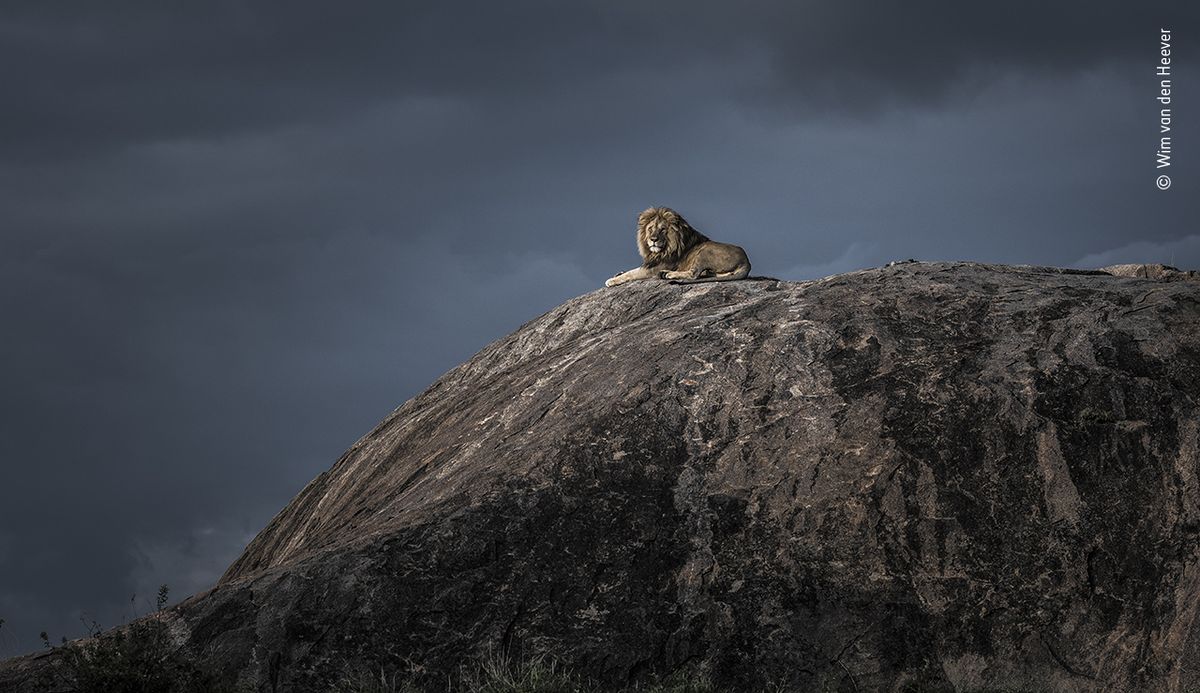 Самец льва перед бурей в Танзании.