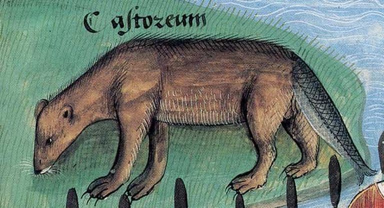 Бобр из средневекового манускрипта. Больше похож на пса с рыбиной вместо хвоста. Но действительно - не поспоришь, идеальный предлог для того, чтобы поедать его и в постные дни