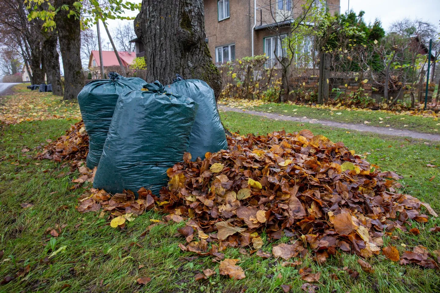 Kottide raskus ei tohi ületada 25 kilogrammi. Pilt illustratiivne