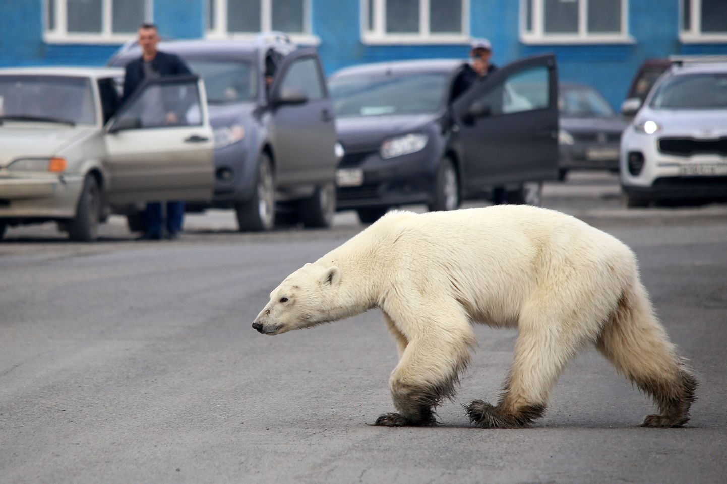 Pildikesi elust Venemaa Siberis: jääkaru luusimas Norilskis 17. juunil 2019.