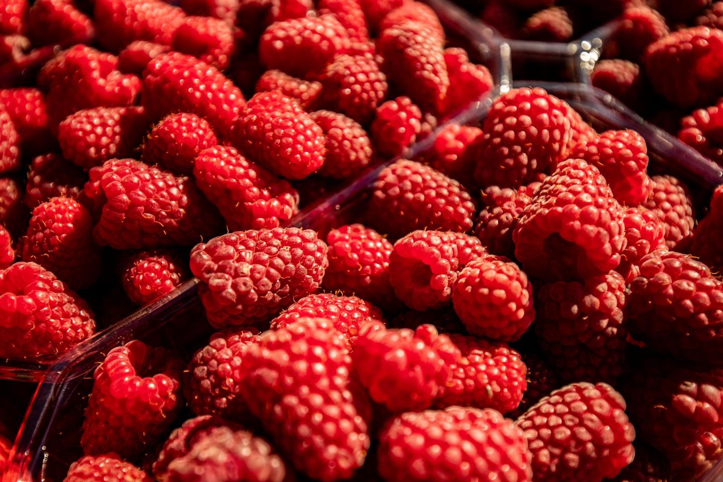 Ilma välismaiste maasikakasvatajateta ei saa Eesti hakkama, leiab autor.