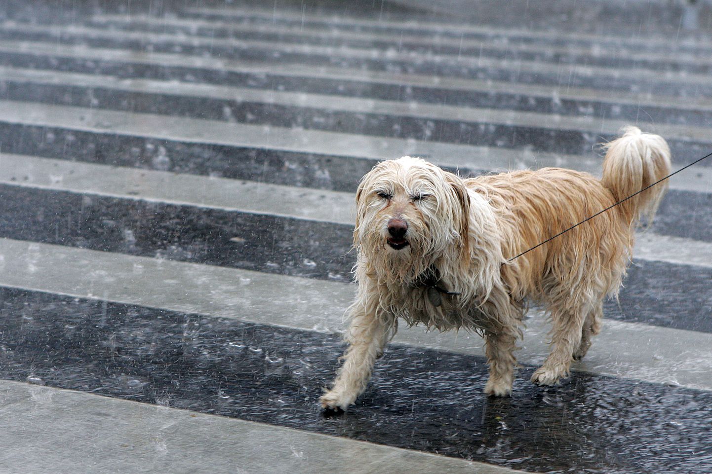 Собака на пешеходном переходе в дождь