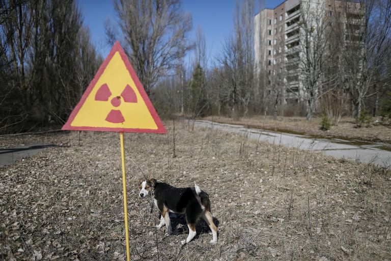 Koer Ukrainas Tšernobõli tuumajaama lähedal mahajäetud Pripyati linnas 28. märtsil 2016.