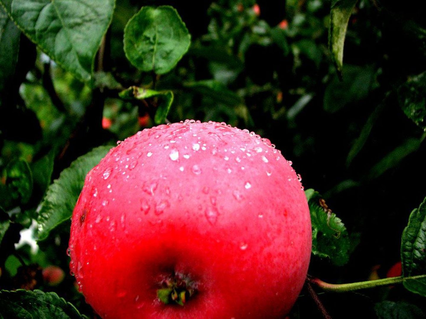 Õun pärast vihma