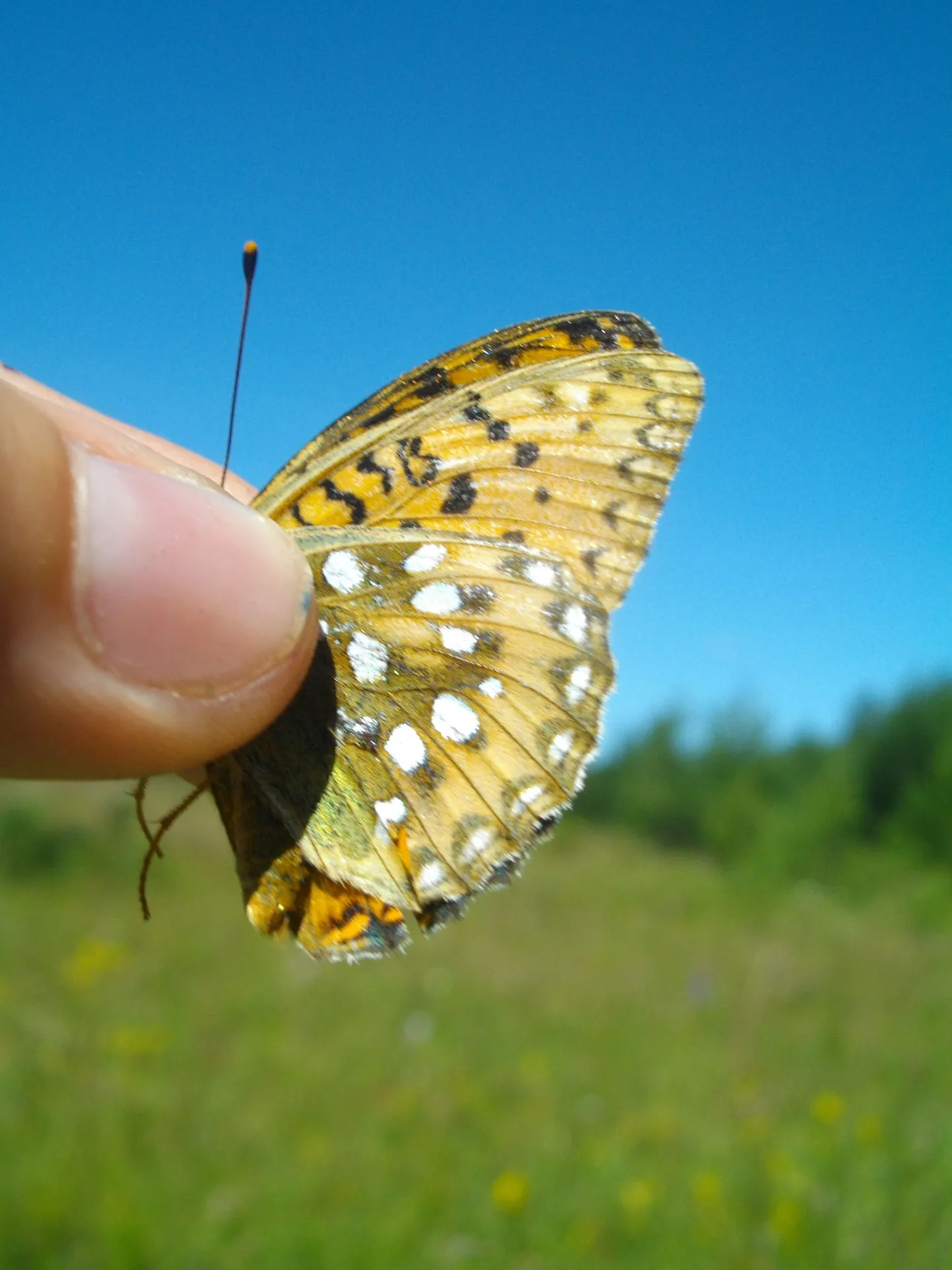Hõbetäpik.