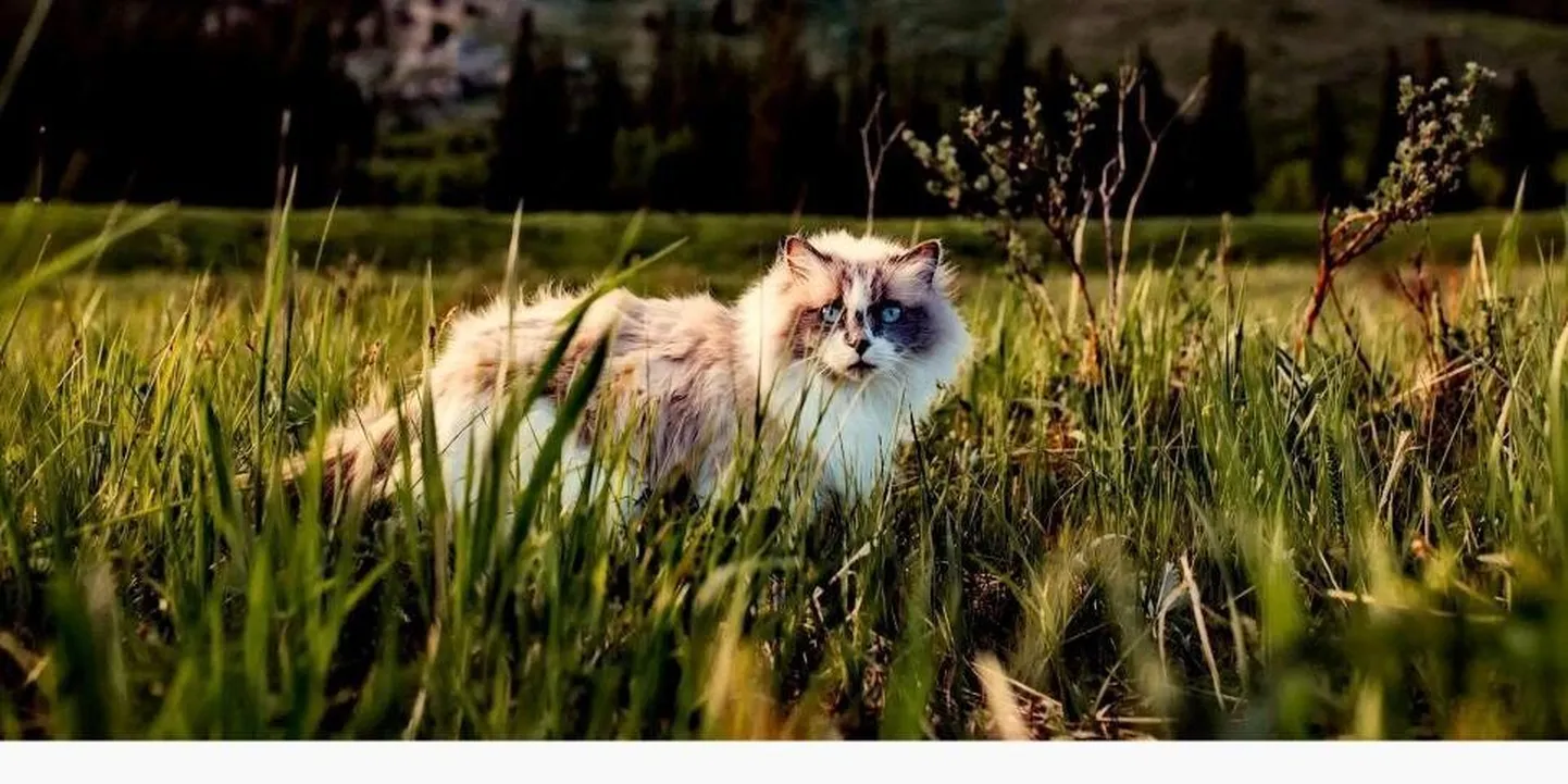 Artikli foto
