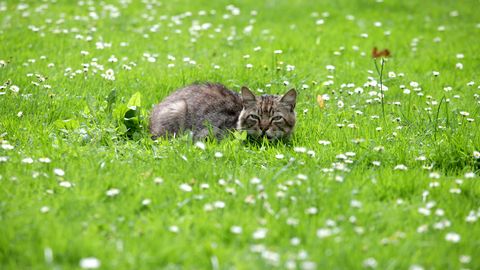 Sloveniji se obetajo poletno topli dnevi, a tudi nevihte s točo