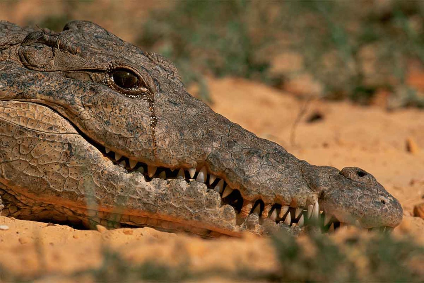 Krokodill nutab. Foto on illustratiivne.