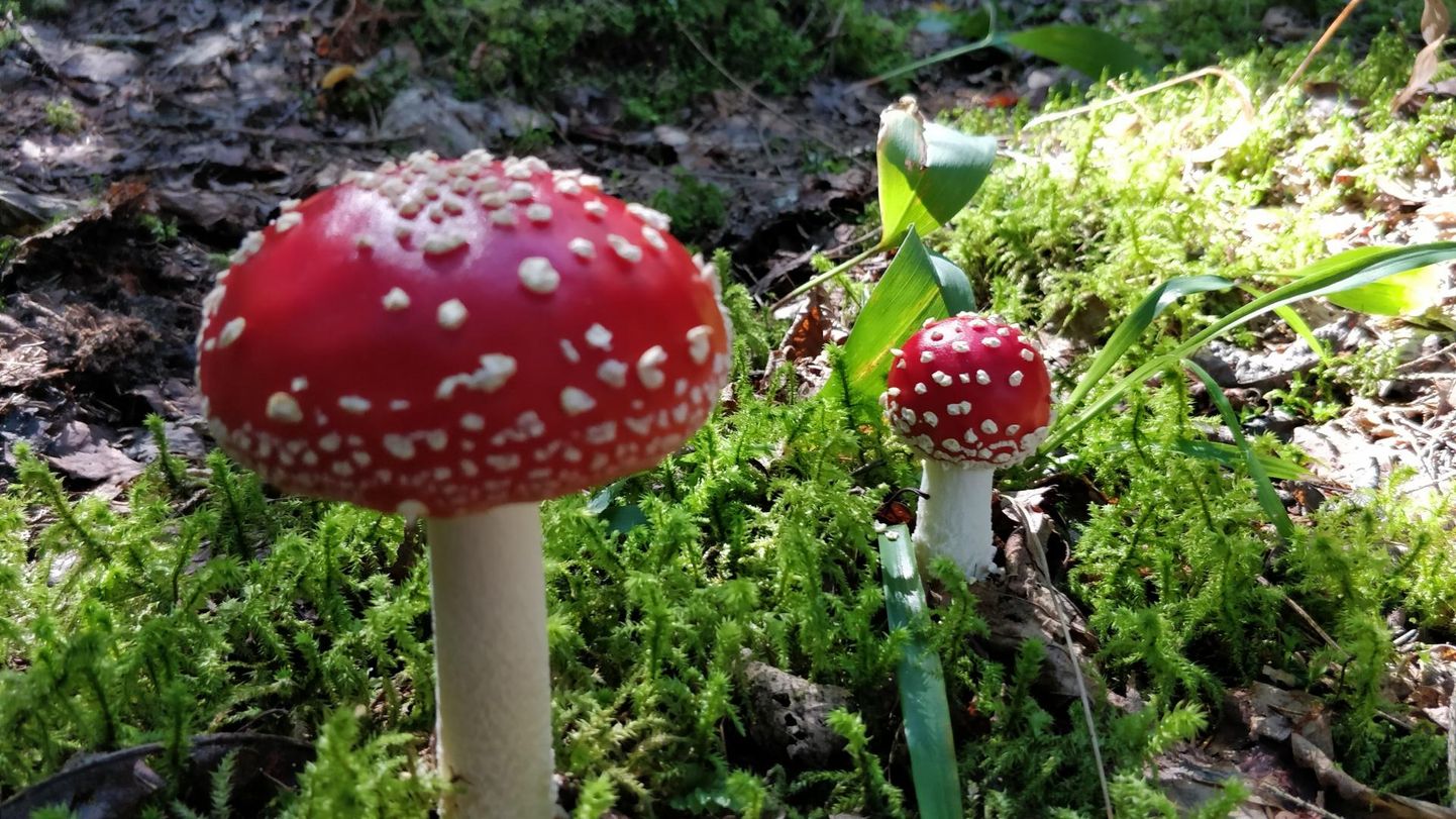 Eesti metsade kõige mürgisemaid seeni ehk kärbseseeni on tänavu ohtralt.