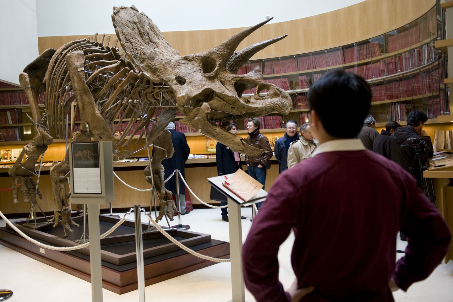 Christie`s oksjonimaja paneb Triceratopsi skeleti oksjonile
