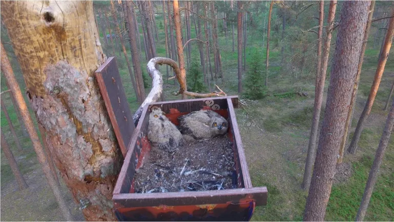 Ūpju mākslīgā ligzdošanas vieta.