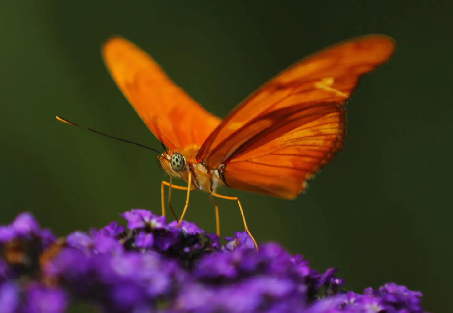 Oranž dryas iulia