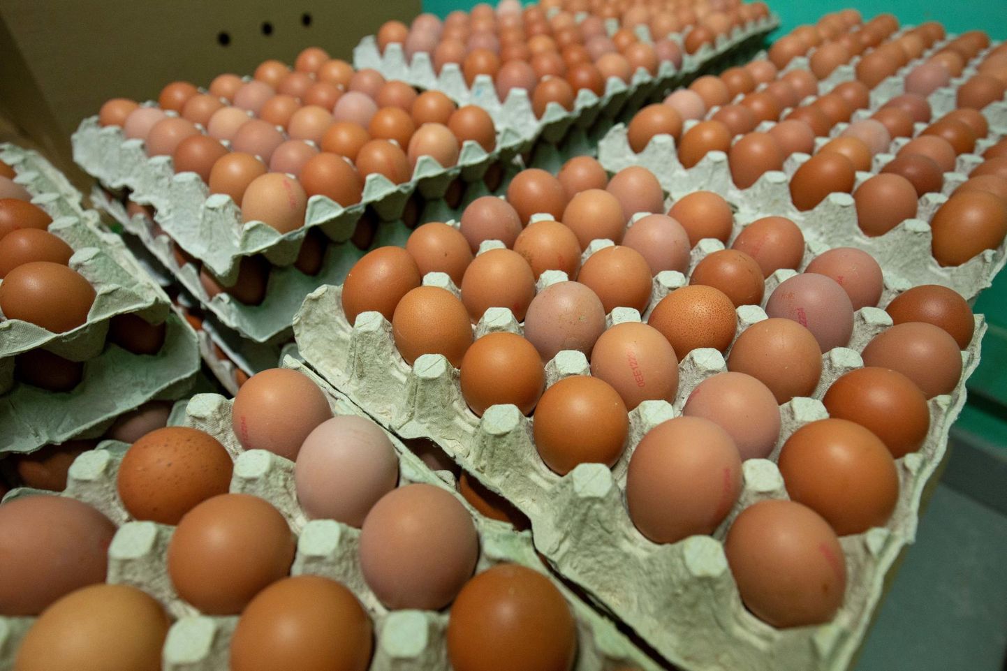 Eestis toodetud mune ei jätku ja lausa üle 50 protsenti Eestis müüdavatest munadest pärineb piiri tagant – Lätist, Leedust või Poolast, mõnikord ka Ukrainast.
