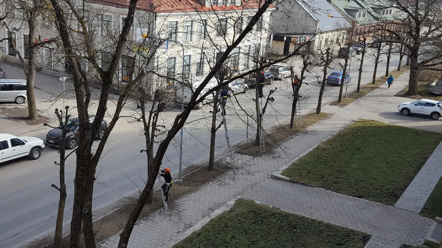 Et linnapuud saaksid kevadele vastu minna pügatud soengutega, läks koguni brigaadi abi vaja. Mitu arboristi pildil on?
