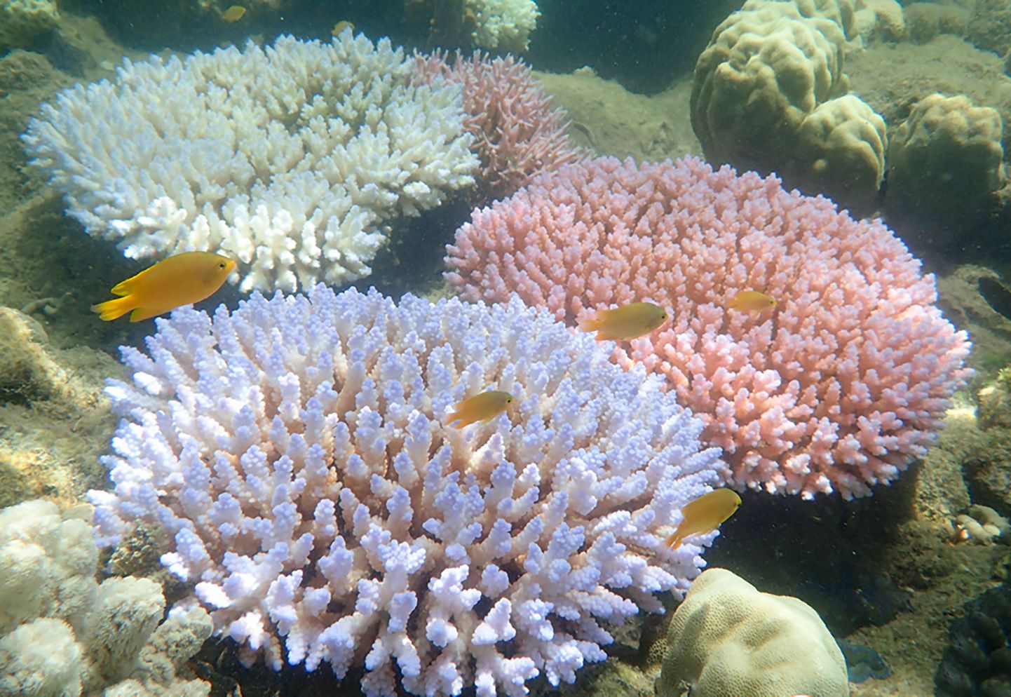 Korallide massiline suremine ehk pleekimine kahandab oluliselt Suure Vallrahu liigirikkust