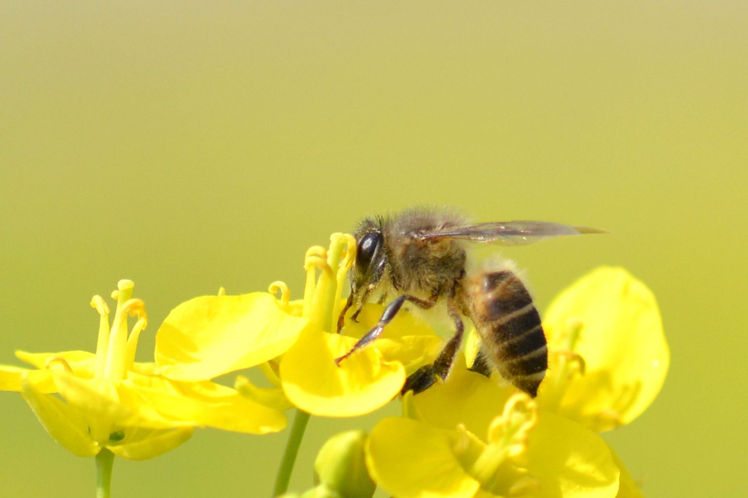 Rapsikasvatuses laialdaselt kasutatavad neonikotinoidide põhised putukamürgid põhjustavad mesilasperede hävimist, näitab inglise teadlaste uuring.