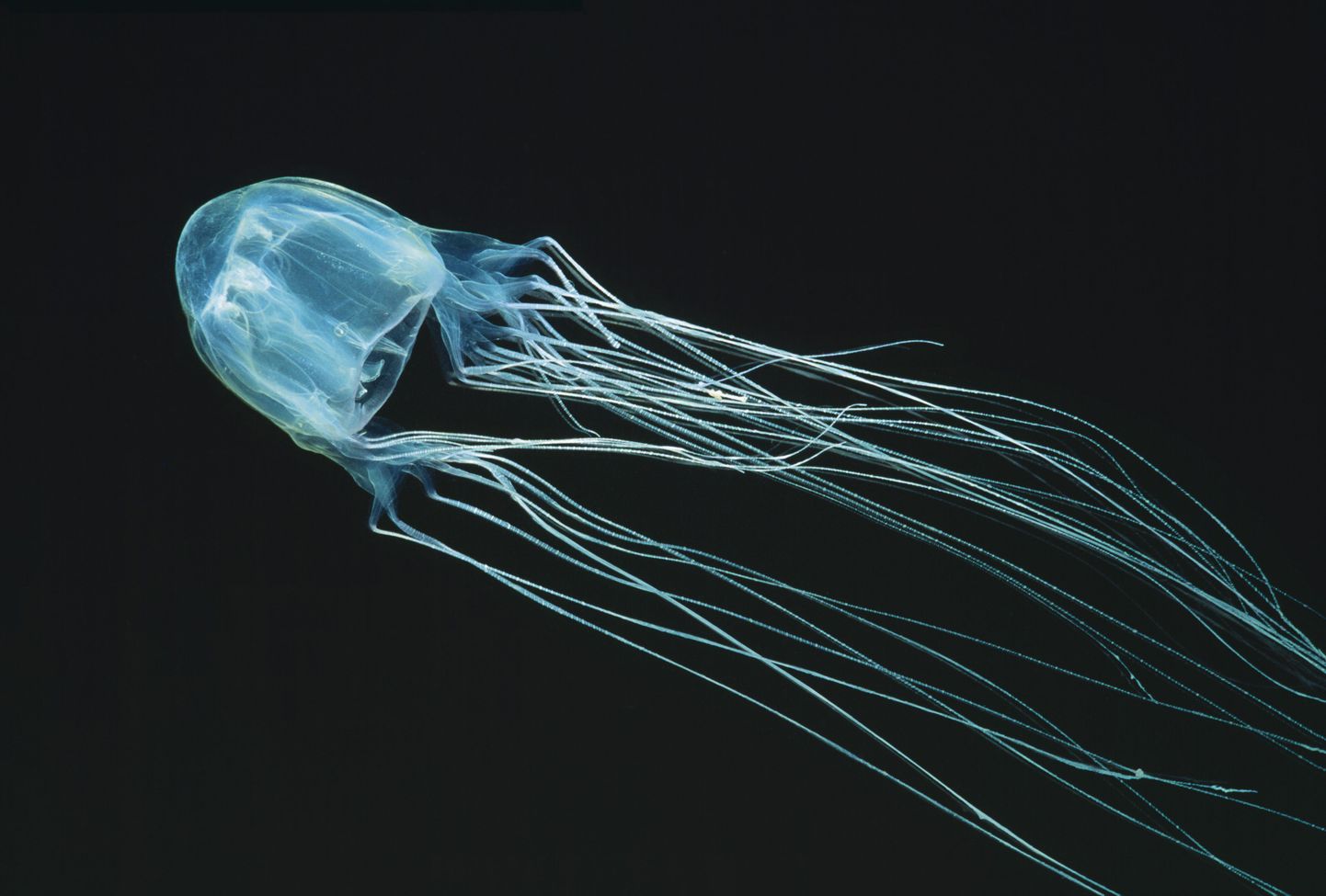 «Kastmeduus» (ingl k - Box jellyfish) ehk Chironex fleckeri.