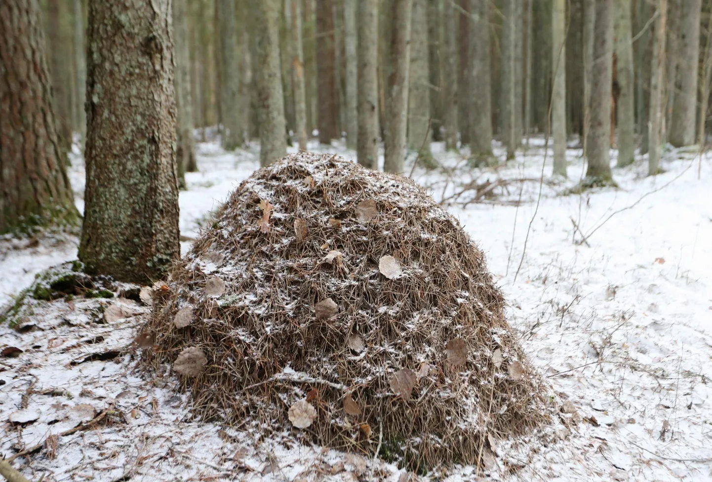 Akste sipelgate kaitseala.