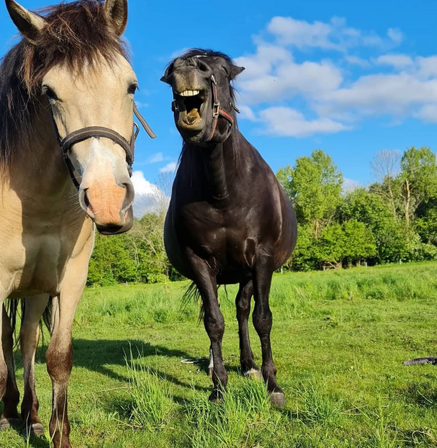 Pajuvärava talu hobused.