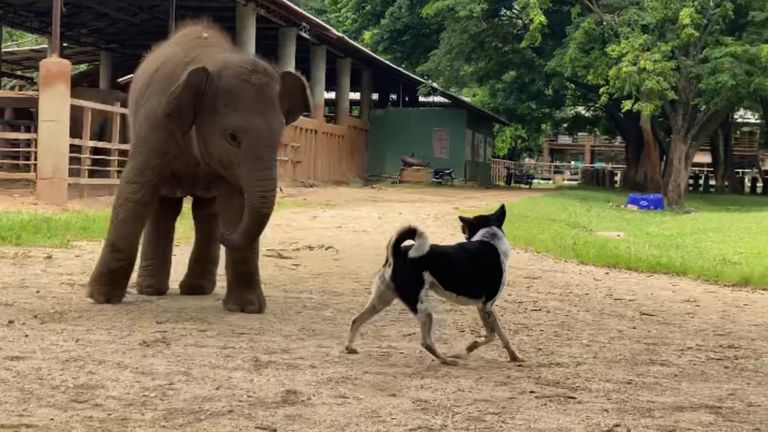 Koerast ja elevandist said suured sõbrad.
