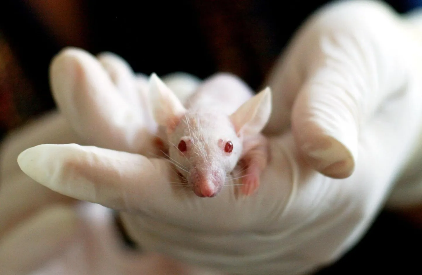 Rääkimata sellest, et laborihiirtel tehtud katsetulemusi ei suudeta tihtilugu inimeste peal korrata, ei saa seda mõnikord teha ka teiste hiirte peal.