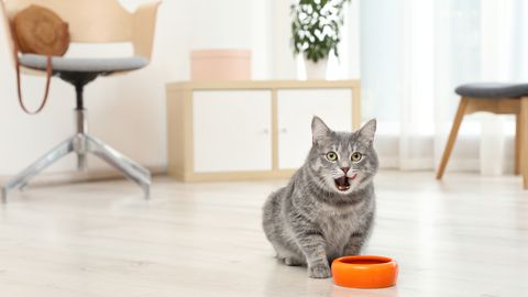 Пять кошачьих привычек, которые могут свести с ума хозяев