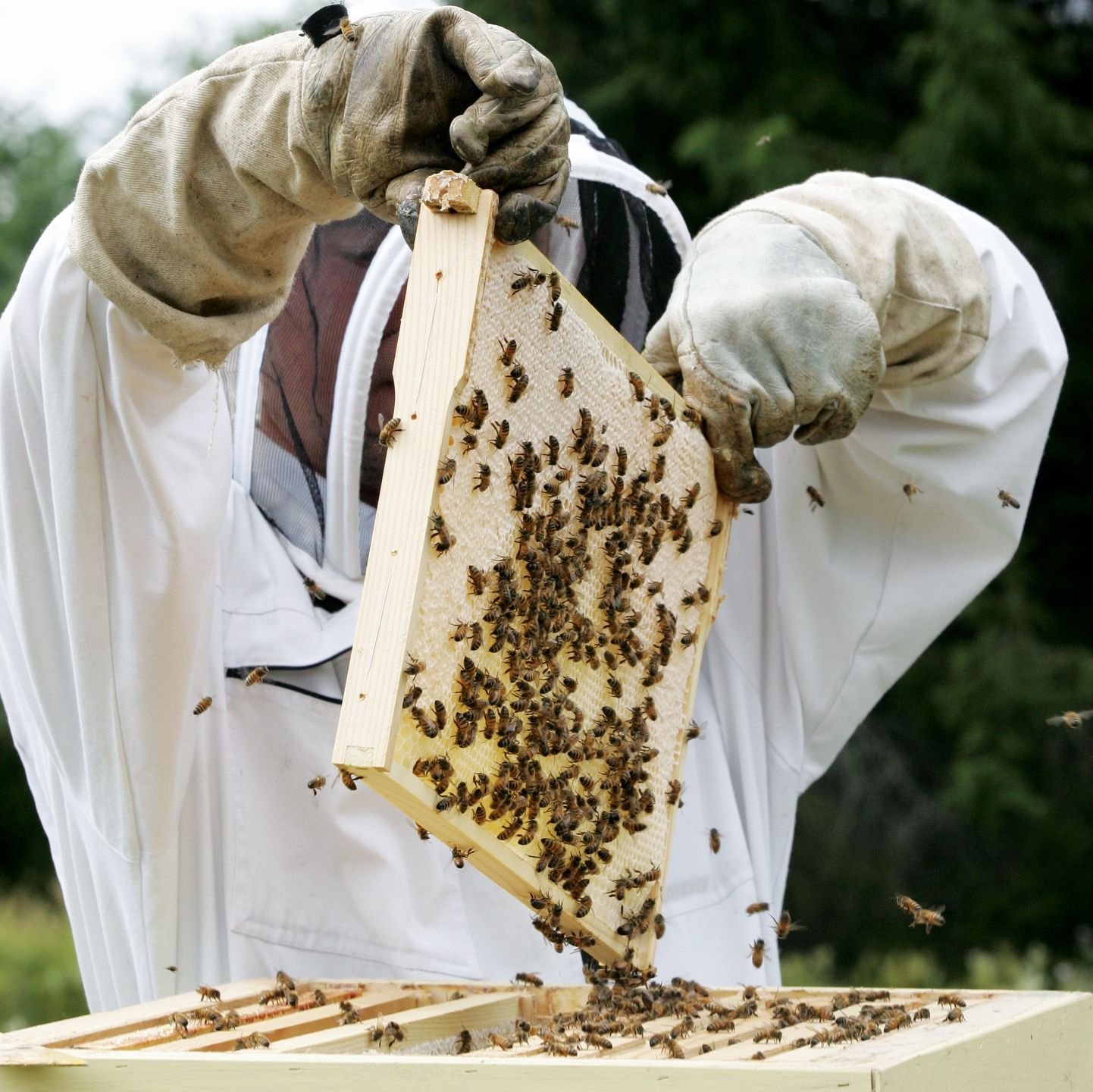 Eelmise aasta sügise seisuga oli Eestis 34 585 mesilasperet.