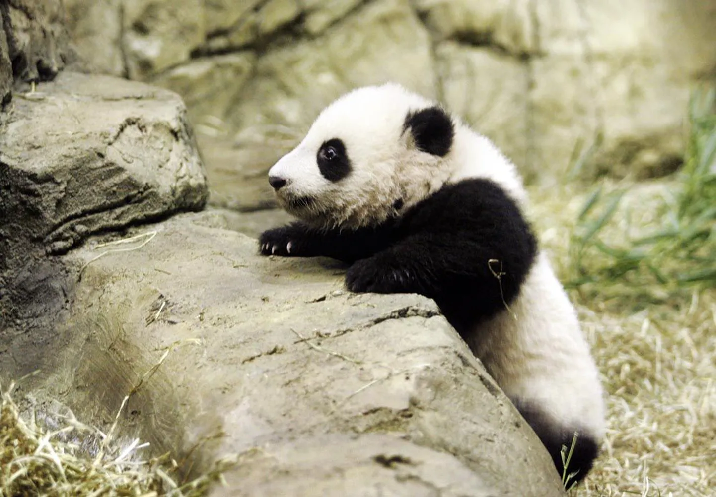 Neljakuune hiidpanda. Pilt on illustratiivne.