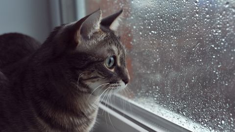 Latvijo zajelo deževno in nevihtno vreme