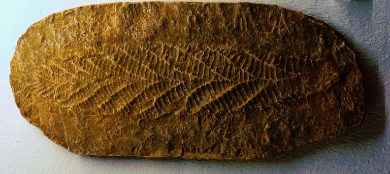 Charnia ehk leheke, mis on rohkem kui pool miljardit aastat vana. Praeguseks on teada, et elu tekkis siiski väga palju aega varem.