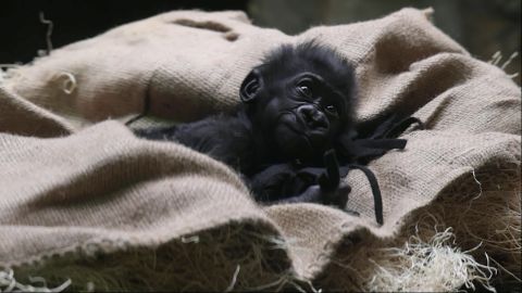 Uskumatult armsad hetked: surrogaatema võtab gorillabeebi enda hoole alla