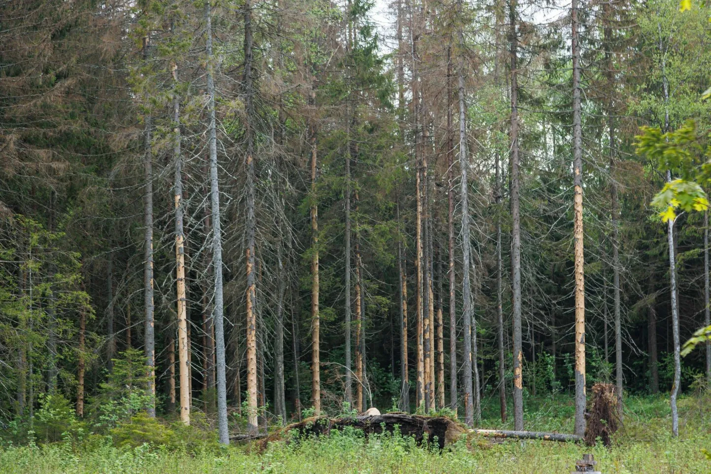 Võrumaal ringi sõites on näha, et paljud metsaservad on täis koort heitvaid kuuski, kus üraskid oma töö juba teinud.