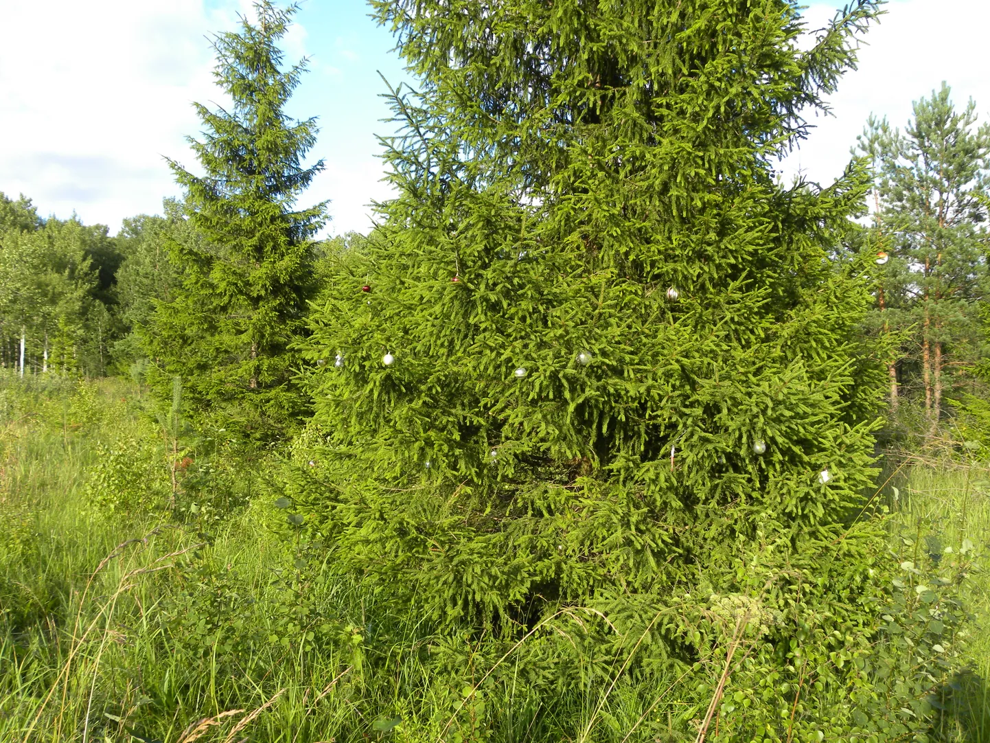 Ehitud kuusk  Kuressaare-Kuivastu mnt Ratla ristis. Viia Rohtla
