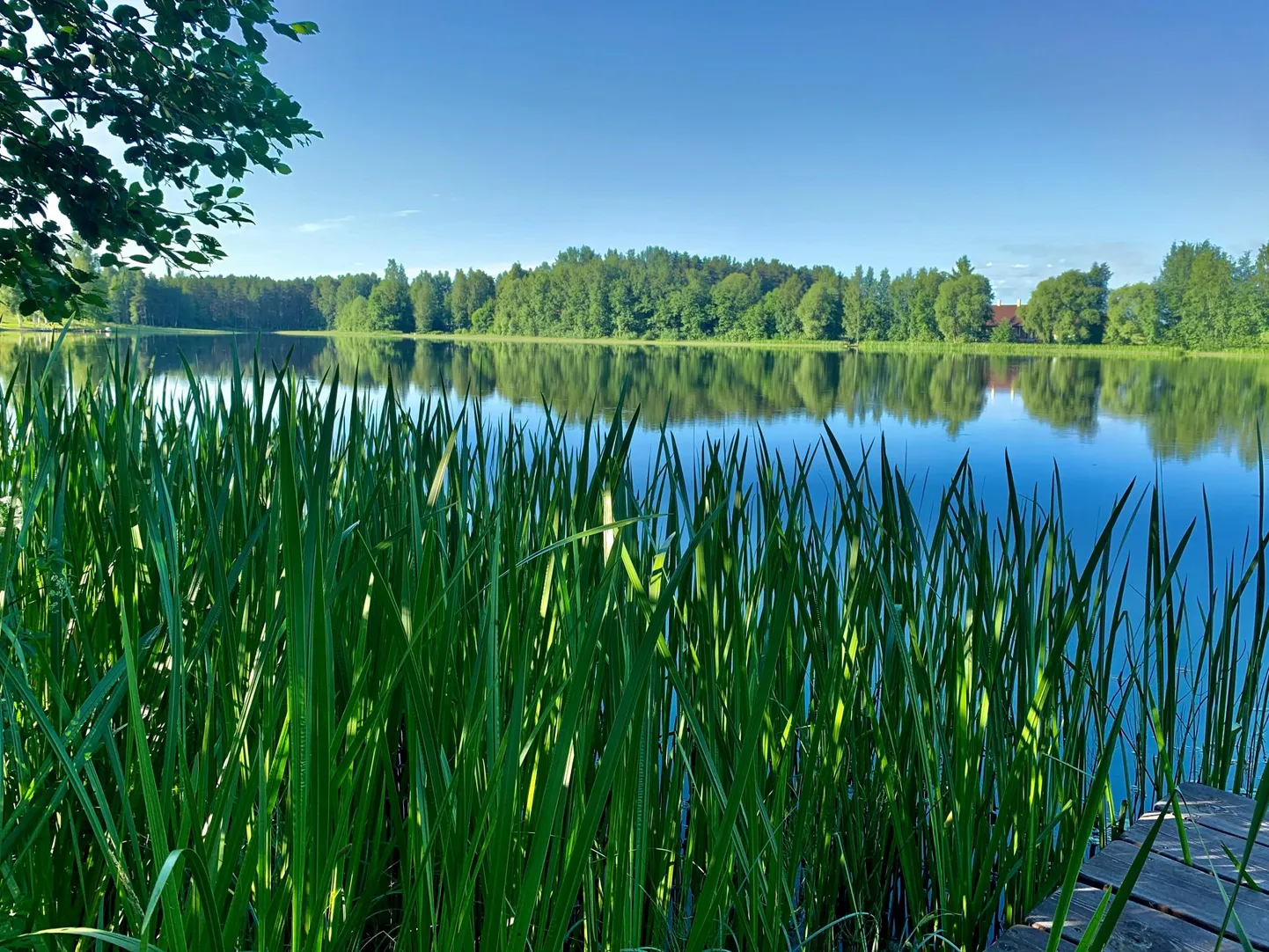 Imekaunis Vana-Koiola järv keset suurt suve on justkui suplemiseks loodud. Tegelikult on veekogu halvas seisundis.