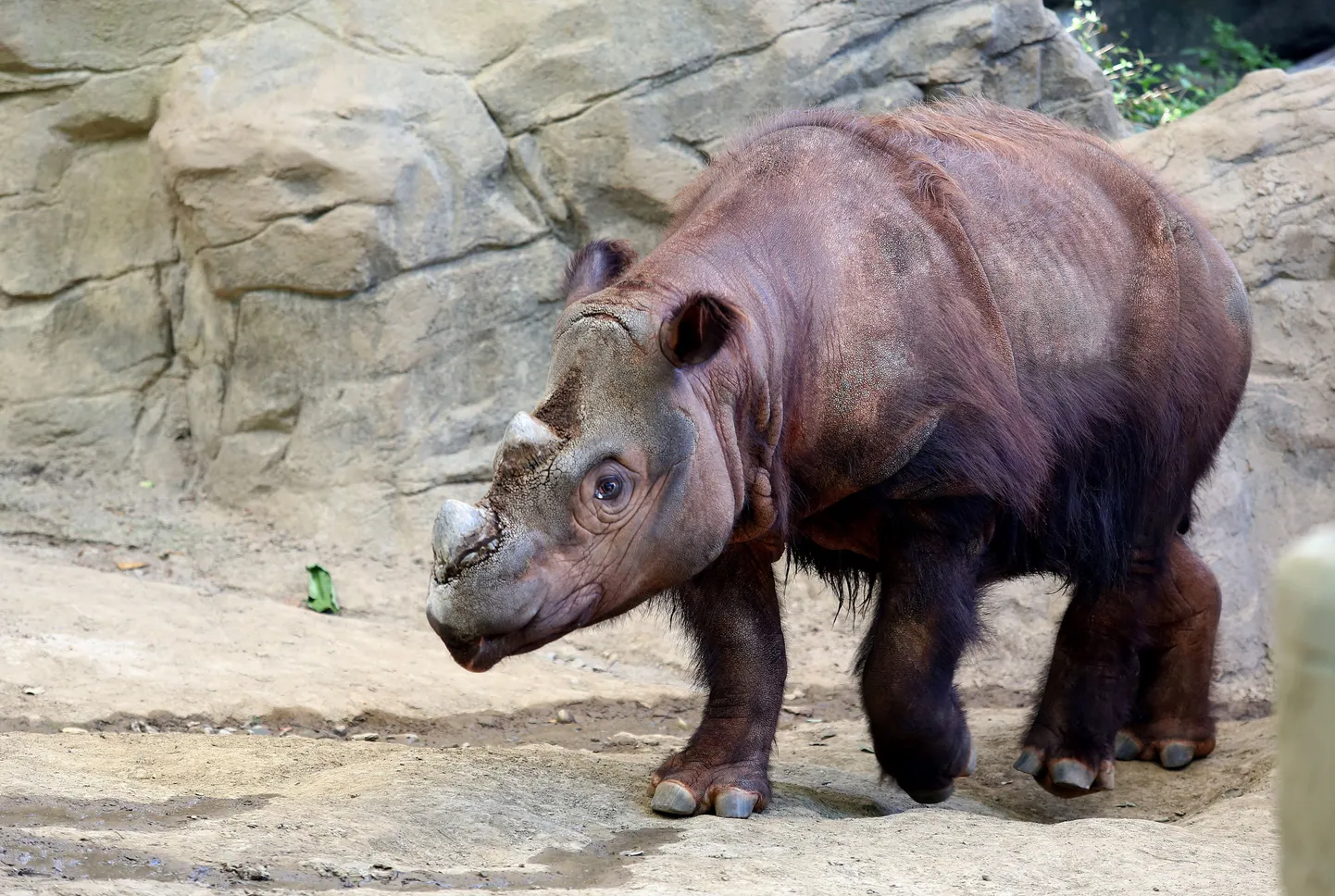 Sumatra ninasarvik