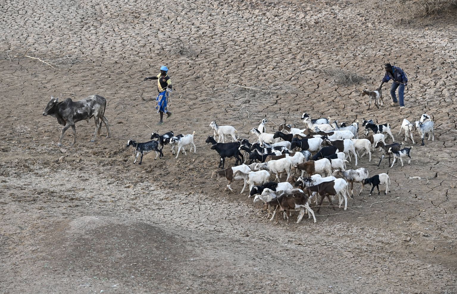 Kitsekari ja karjused Lääne-Aafrikas Burkina Fasos
