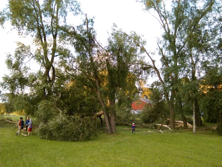 Pedeli ääres murdunud puu