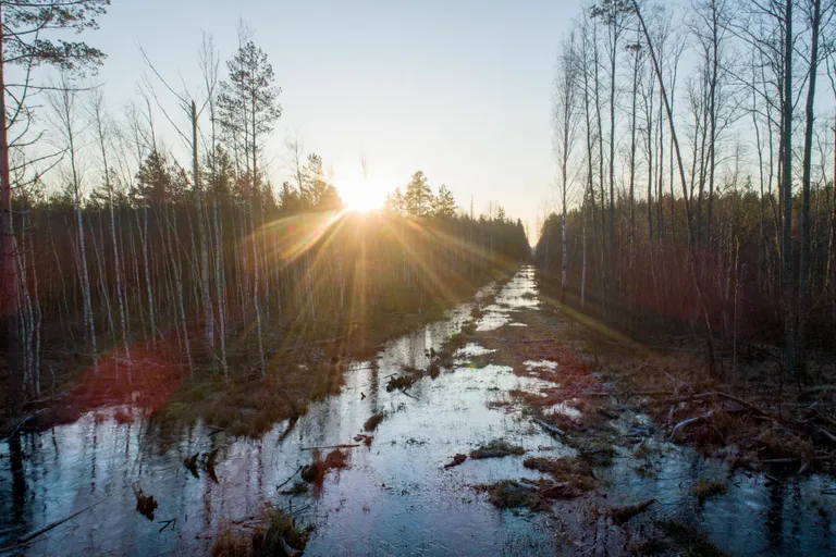 Soode veerežiimi taastamiseks ehitatakse kunagi kaevatud kuivenduskraavidele turbast ja puuokstest tammid.