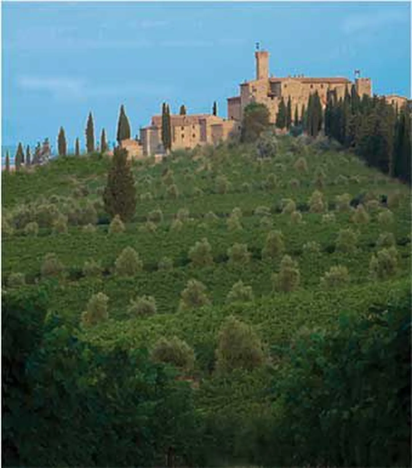Castello Banfi loss.