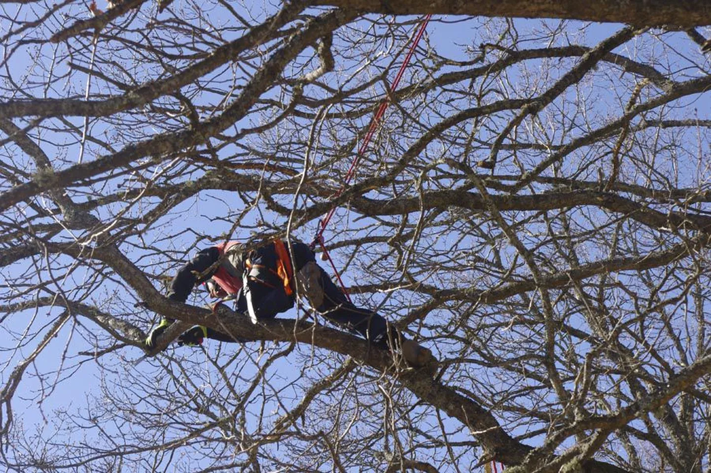 Kui puu otsas on näha mehi köitel kõlkumas, on need ilmselt arboristid, kes teevad vastutusrikast tööd, mitte ei hulla niisama.