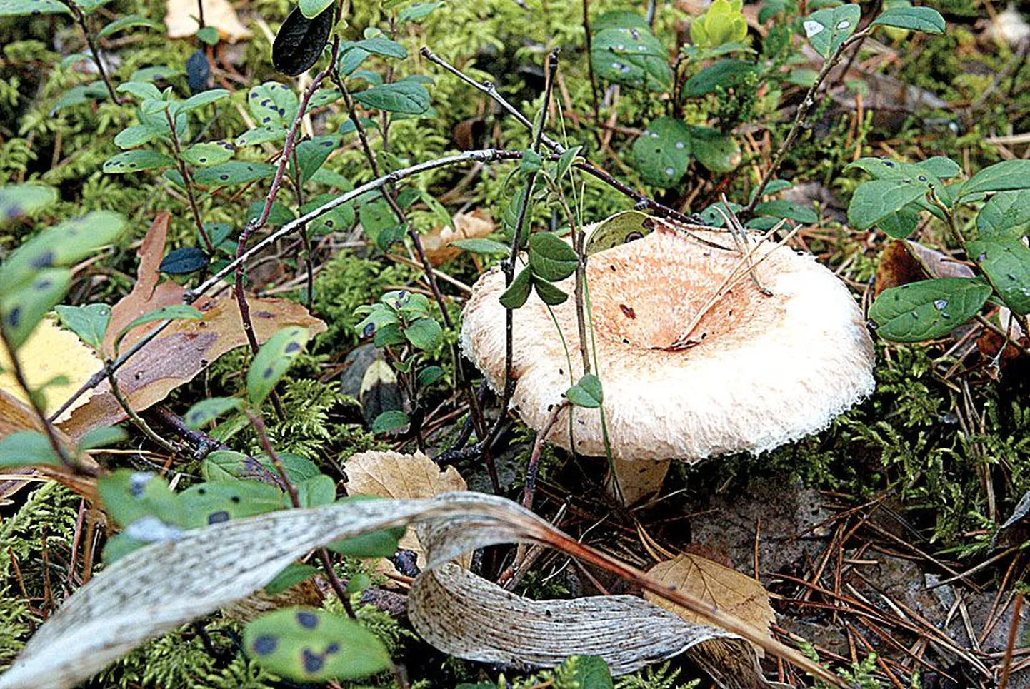 Ussitanud riisikad on seenesääskede töö.