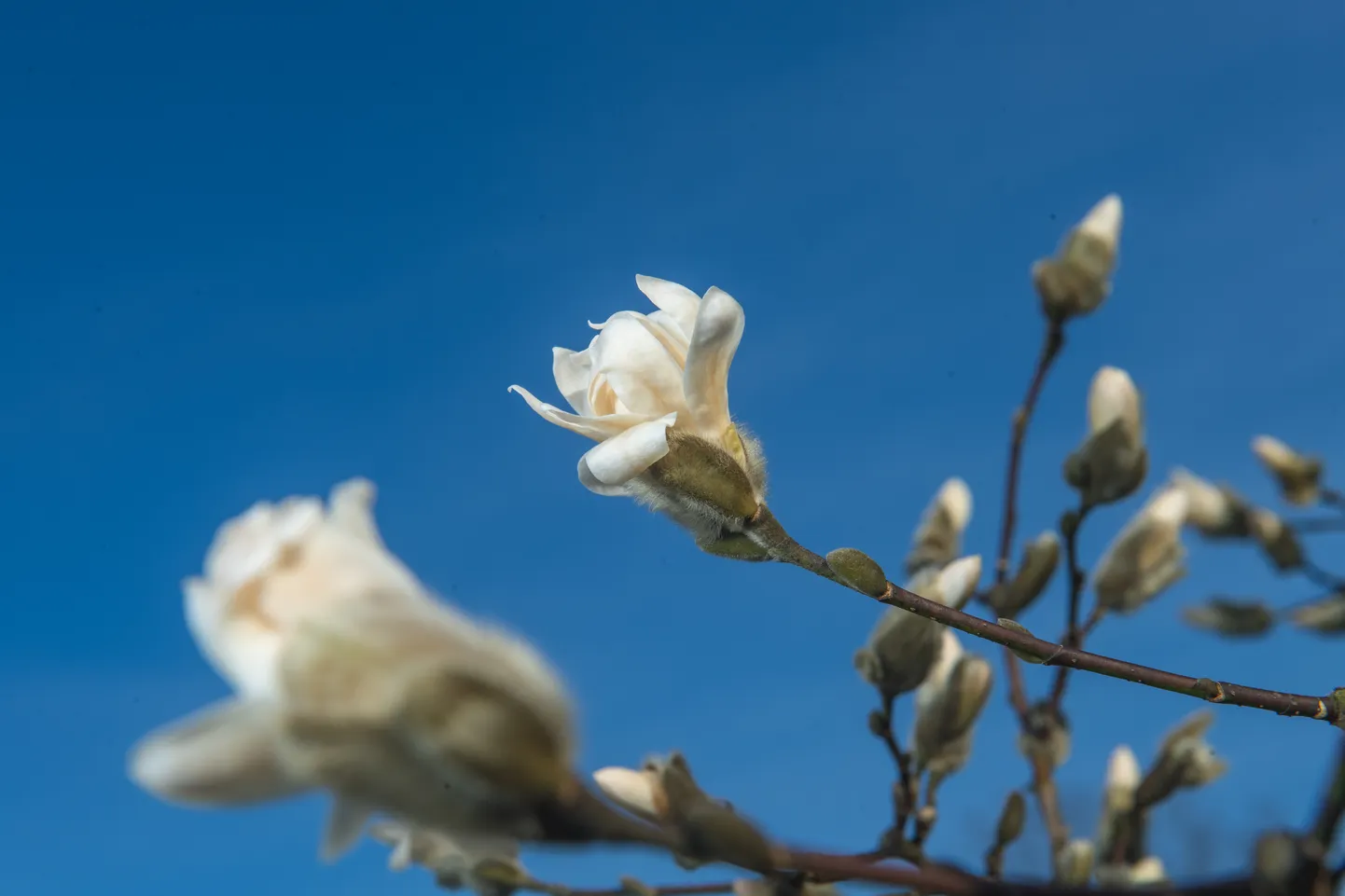 Foto: Pavasara ziedēšana LU Botāniskajā dārzā