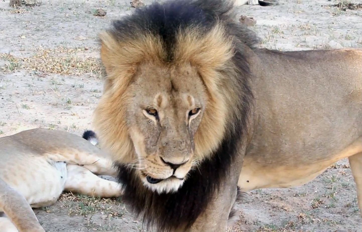 Lõvi Cecil